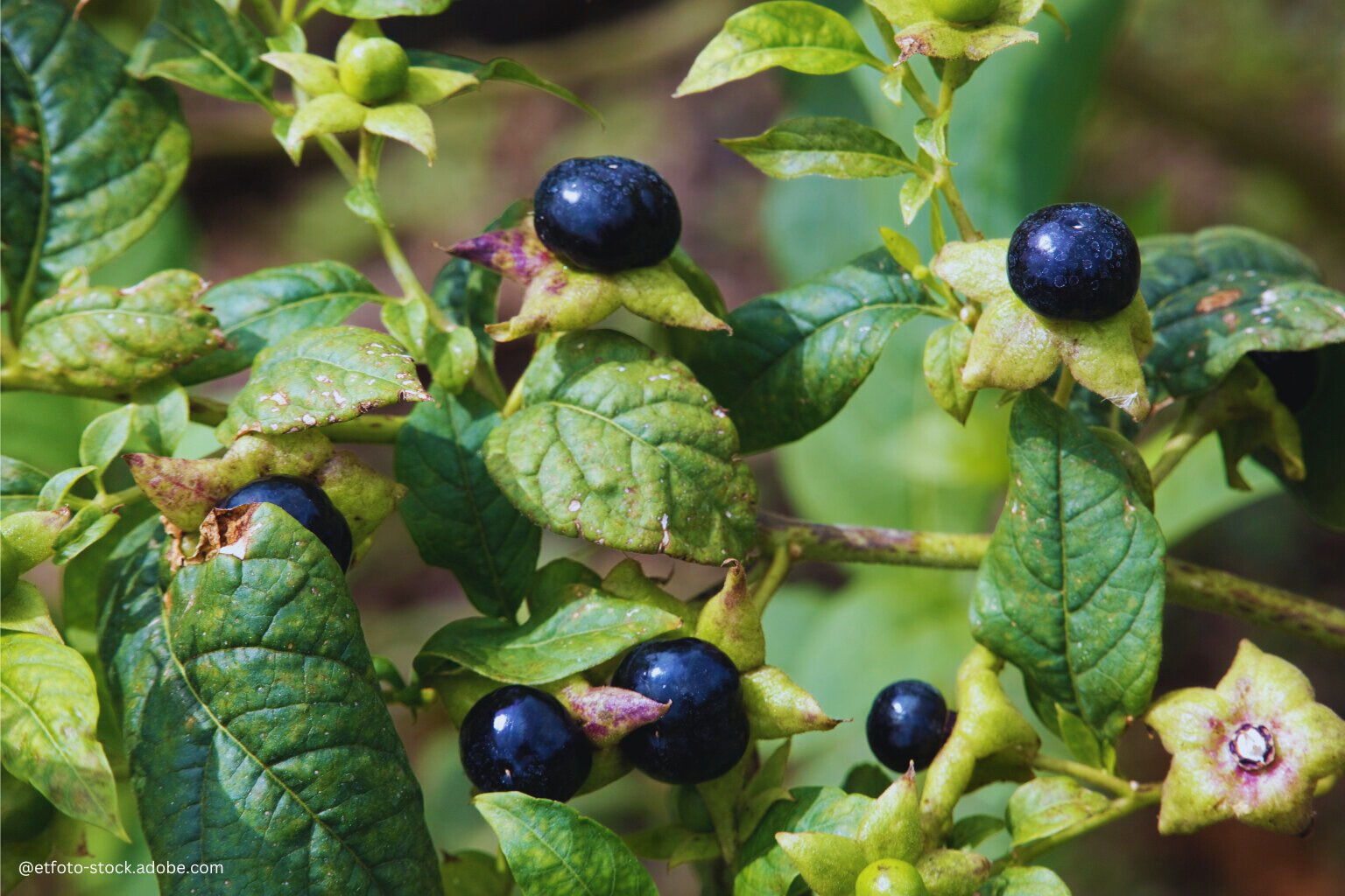 Belladonna Tollkirsche Anwendung Dosierung Weitere Infos