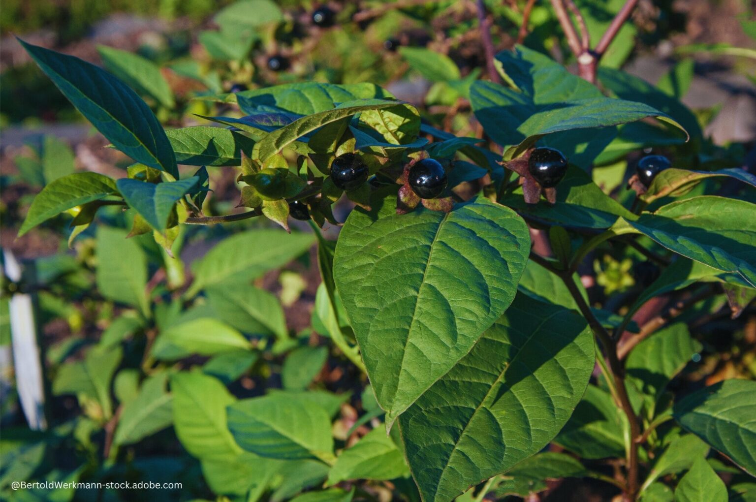 Belladonna Tollkirsche Anwendung Dosierung Weitere Infos