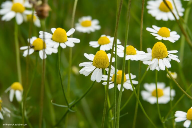 Chamomilla (Echte Kamille) Anwendung, Dosierung & weitere Infos