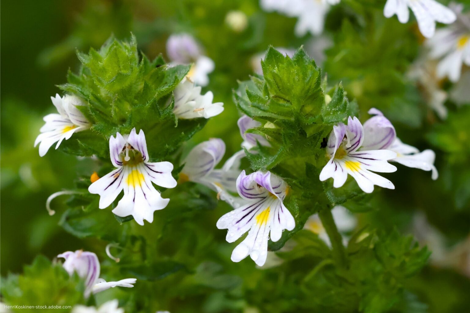Euphrasia Anwendung, Dosierung & weitere Infos