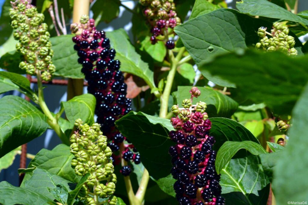 Phytolacca – Heilmittel aus der Kermesbeere