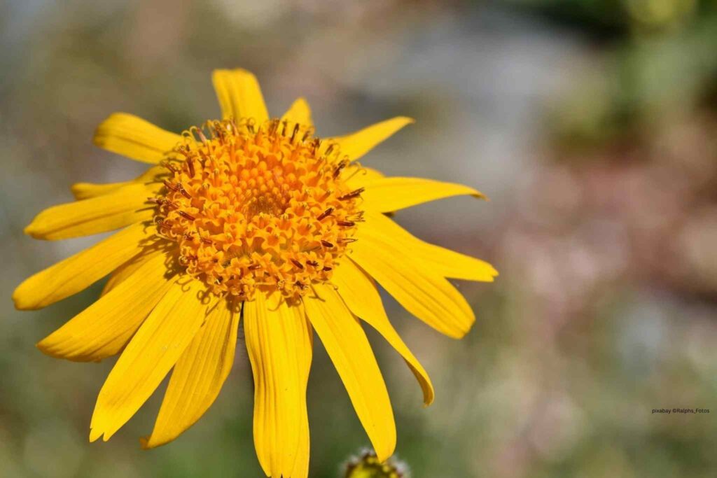 gelbe Arnicablüte