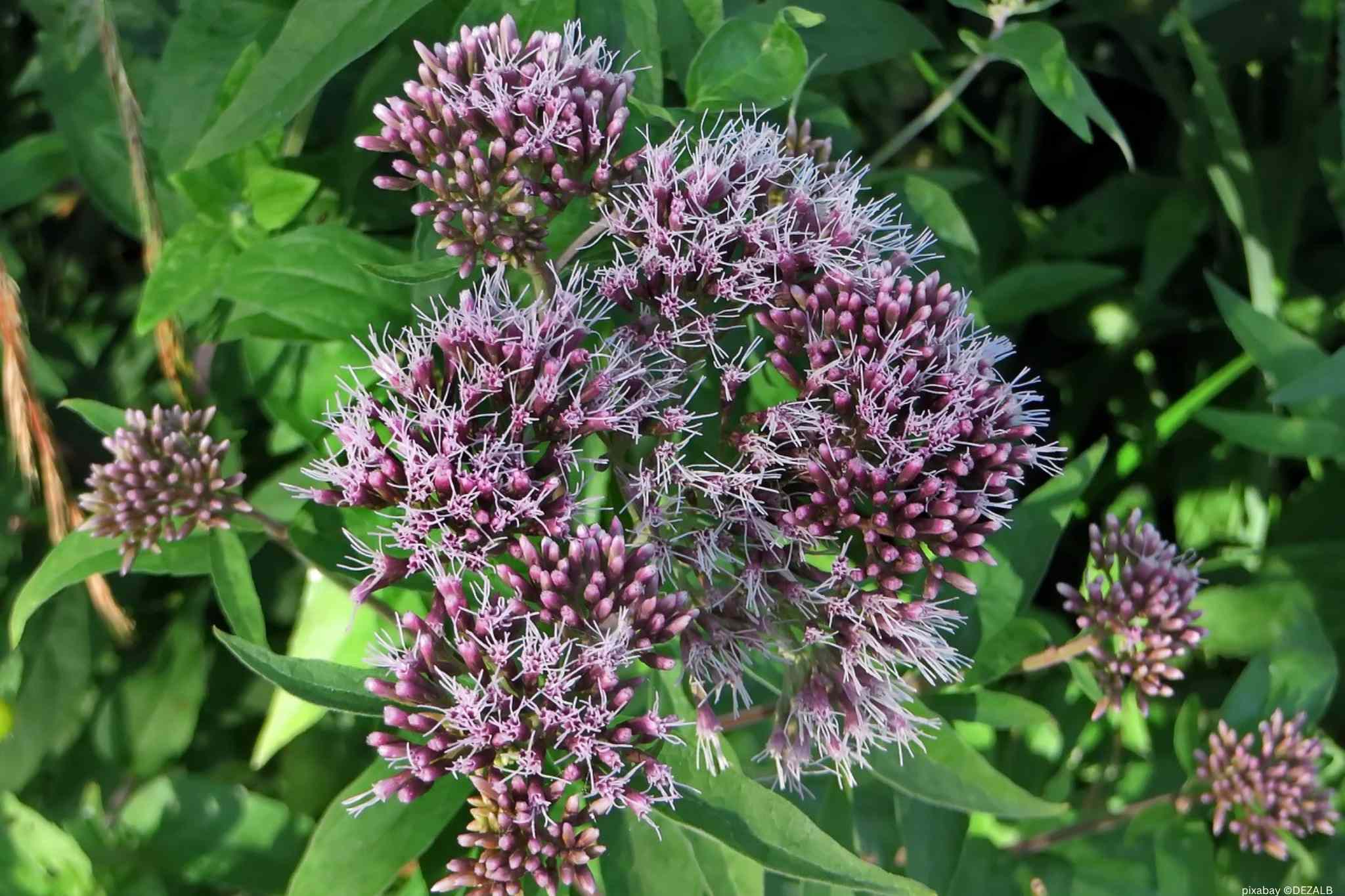 Blüten der Pflanze Eupatorium
