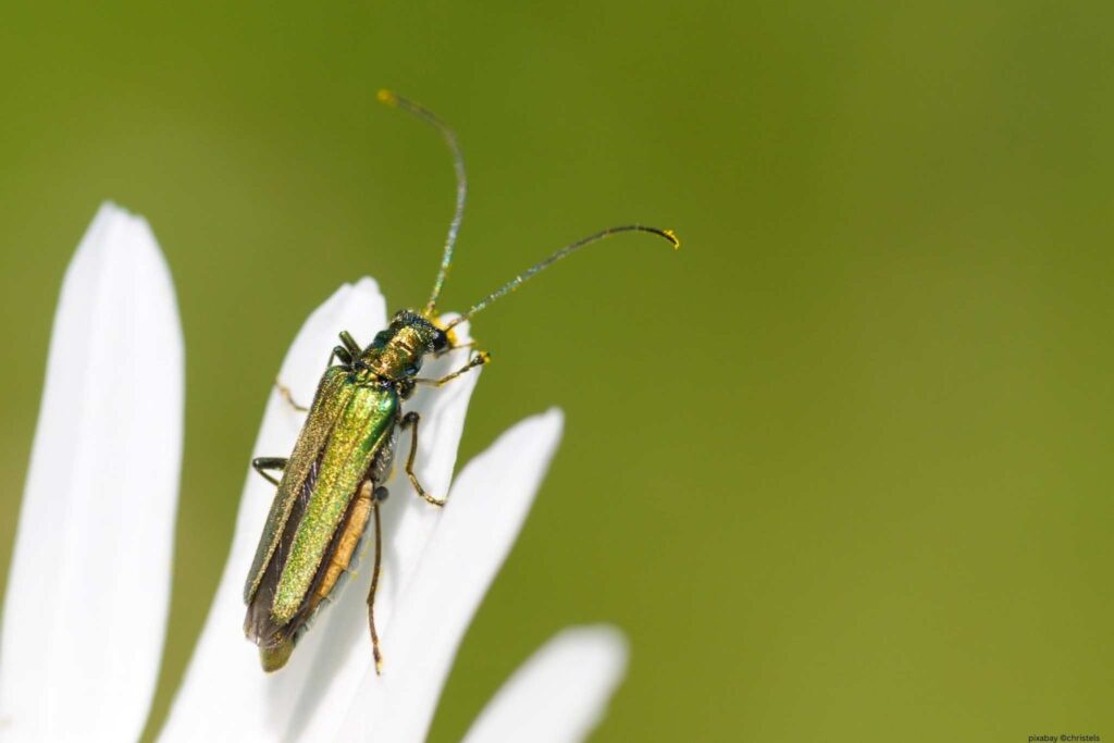 Ein grünschimmernder Käfer auf einer weißen Blüte