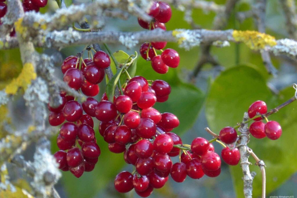 Beere der Sarsaparilla am Busch
