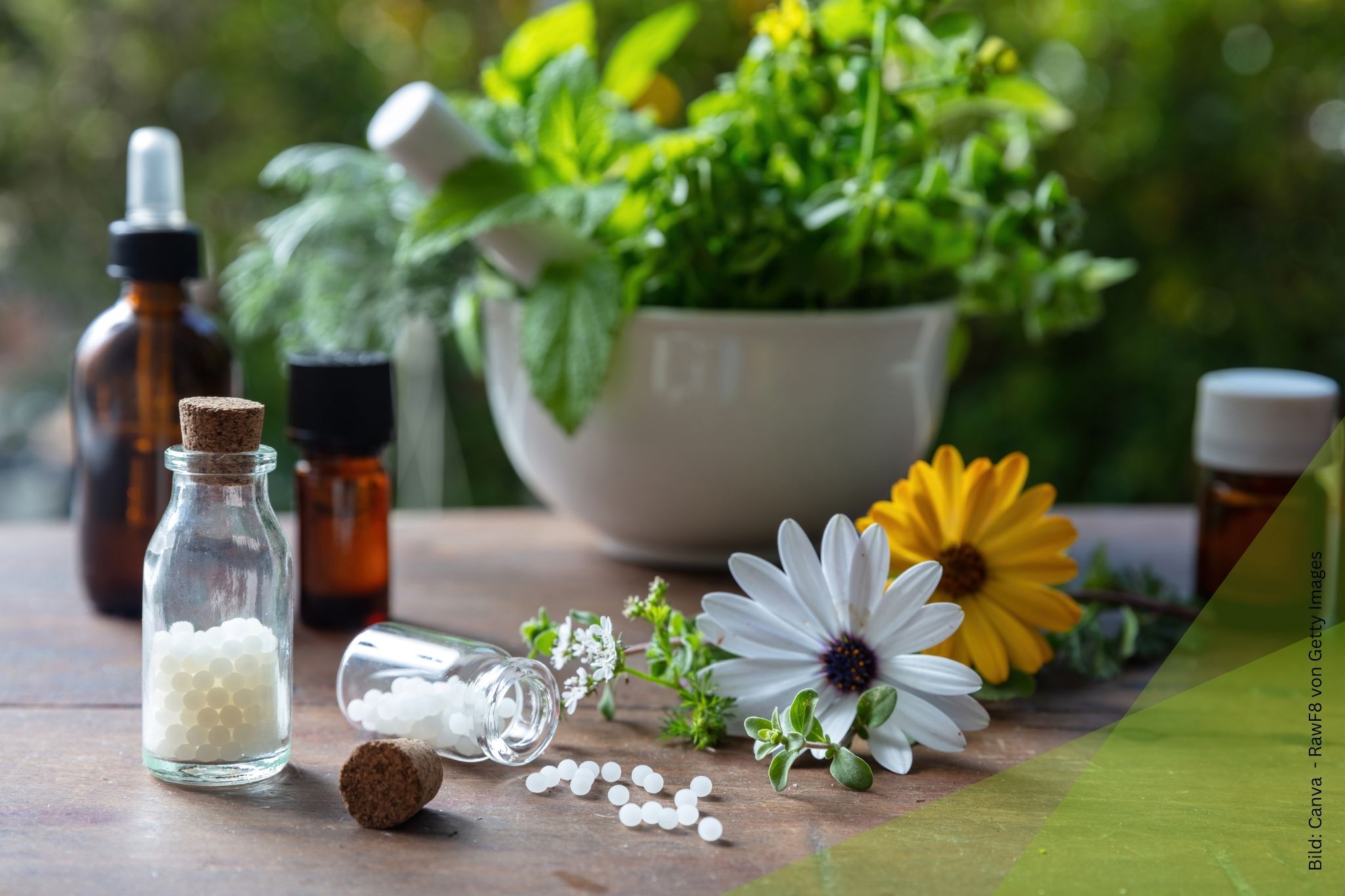 Globoli und Pflanzen zum Thema Naturheilmittel und Homöopathie: Gemeinsamkeiten und Unterschiede